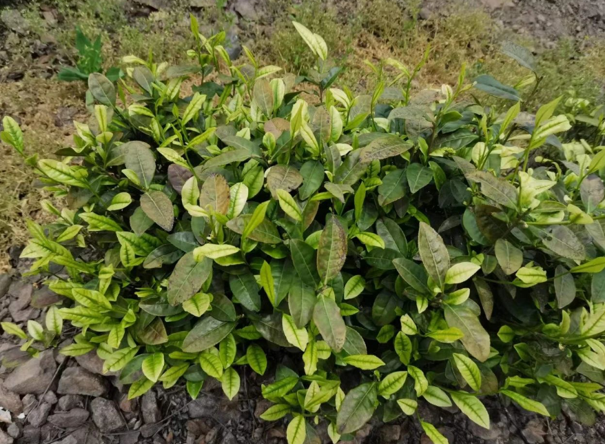 1686273196545157.png image.png